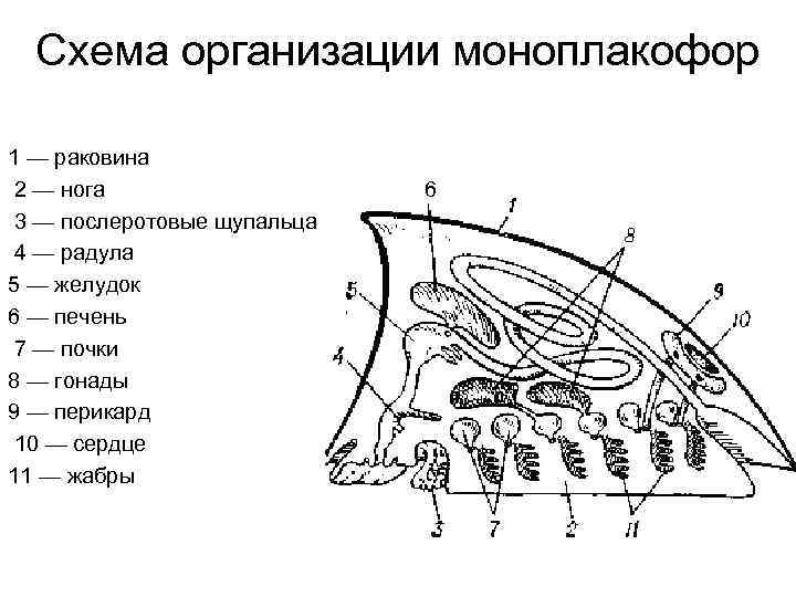 Схема организации моноплакофор 1 — раковина 2 — нога 3 — послеротовые щупальца 4