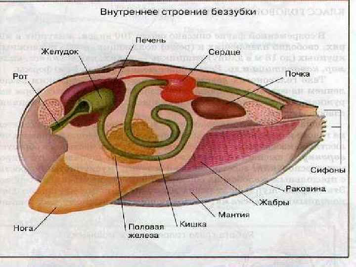 Фото строение моллюска