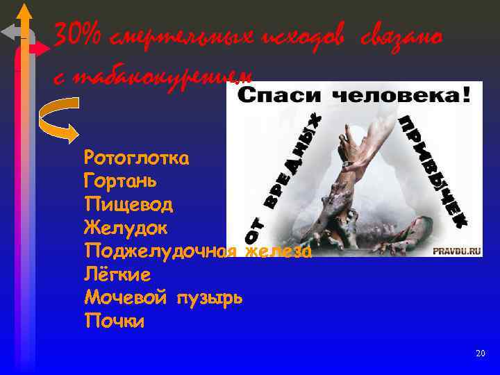 30% смертельных исходов связано с табакокурением Ротоглотка Гортань Пищевод Желудок Поджелудочная железа Лёгкие Мочевой