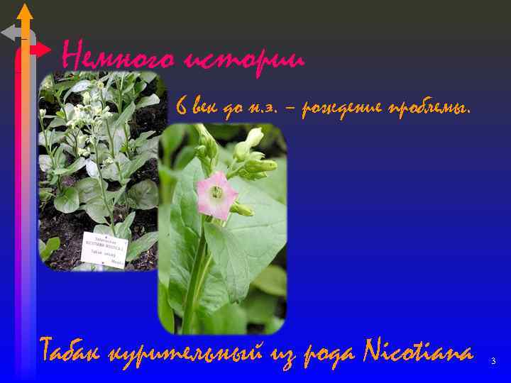 Немного истории 6 век до н. э. – рождение проблемы. Табак курительный из рода