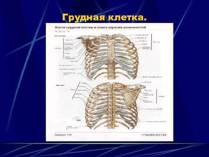 Грудная клетка. 