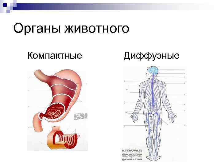 Органы животного Компактные Диффузные 