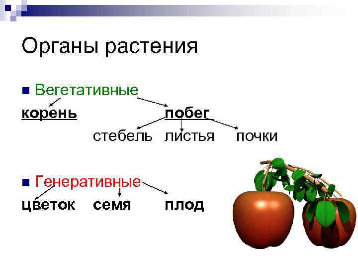 Органы растения Вегетативные корень побег стебель листья n Генеративные цветок семя n плод почки