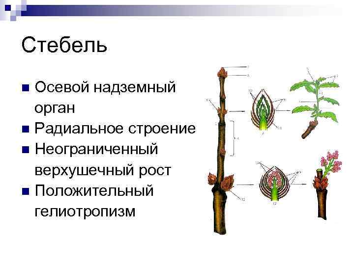 Стебель Осевой надземный орган n Радиальное строение n Неограниченный верхушечный рост n Положительный гелиотропизм