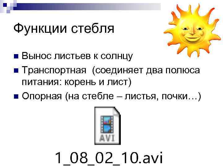 Функции стебля Вынос листьев к солнцу n Транспортная (соединяет два полюса питания: корень и