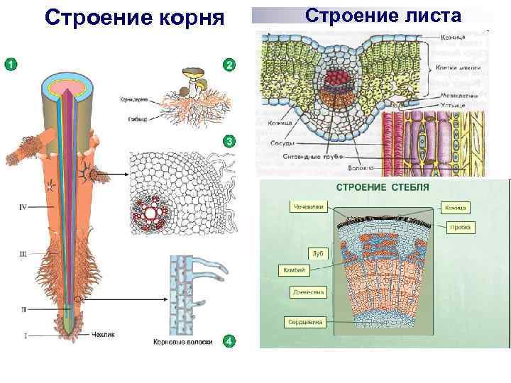 Строение корня Строение листа 