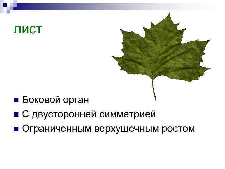 лист Боковой орган n С двусторонней симметрией n Ограниченным верхушечным ростом n 