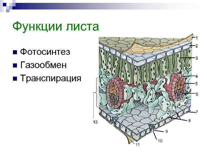 Функции листа Фотосинтез n Газообмен n Транспирация n 