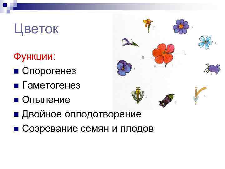 Цветок Функции: n Спорогенез n Гаметогенез n Опыление n Двойное оплодотворение n Созревание семян