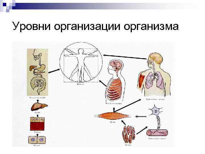 Уровни организации организма 