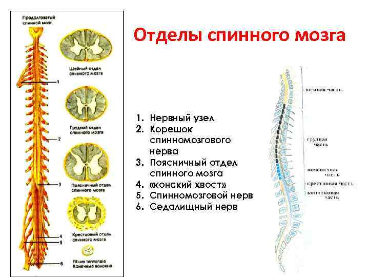 Отделы спинного мозга 1. Нервный узел 2. Корешок спинномозгового нерва 3. Поясничный отдел спинного