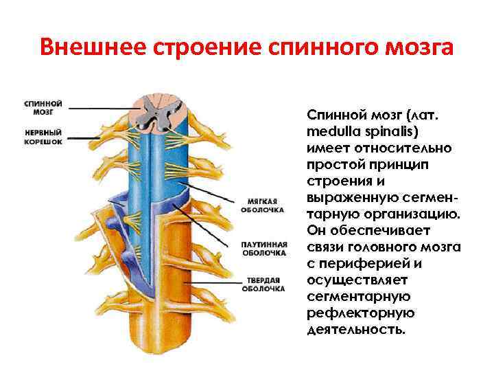 Внешнее строение спинного мозга Спинной мозг (лат. medulla spinalis) имеет относительно простой принцип строения