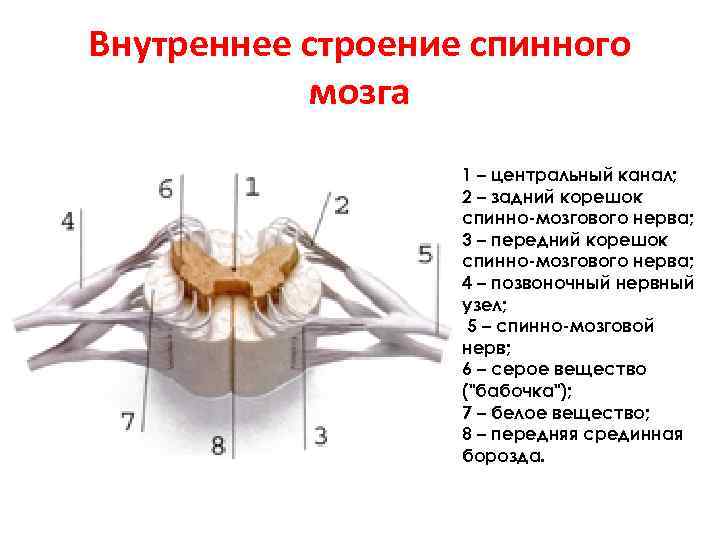 Внутреннее строение спинного мозга 1 – центральный канал; 2 – задний корешок спинно-мозгового нерва;