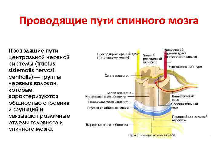 Проводящие пути спинного мозга Проводящие пути центральной нервной системы (tractus sistematis nervosi centralis) —