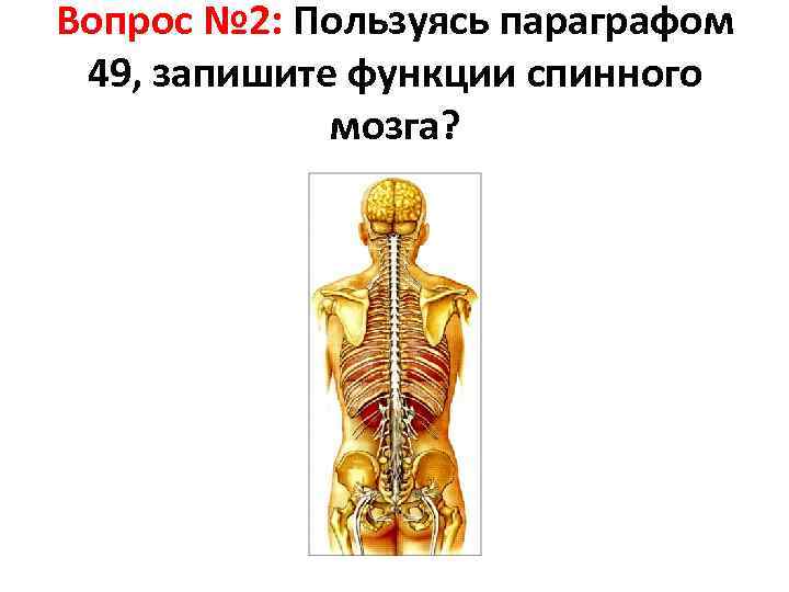 Вопрос № 2: Пользуясь параграфом 49, запишите функции спинного мозга? 