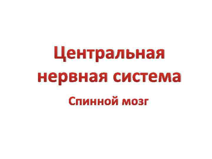 Центральная нервная система Спинной мозг 
