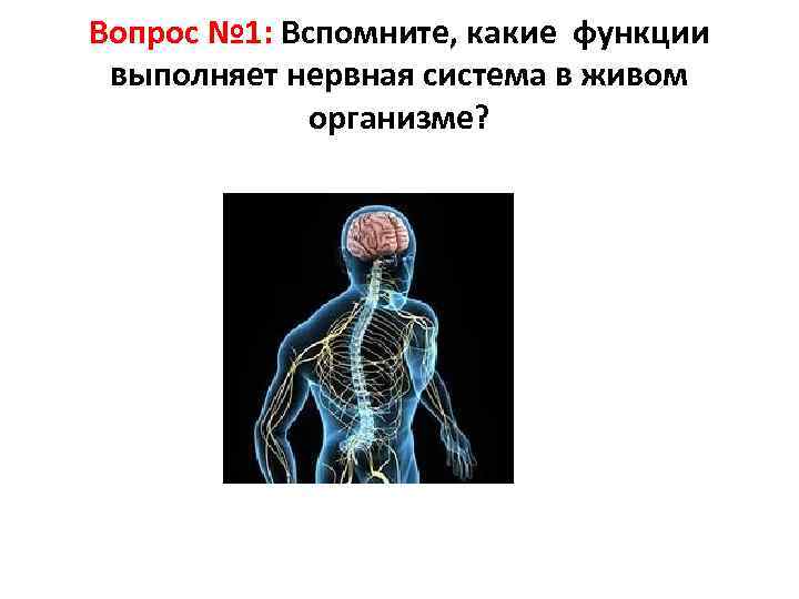 Вопрос № 1: Вспомните, какие функции выполняет нервная система в живом организме? 