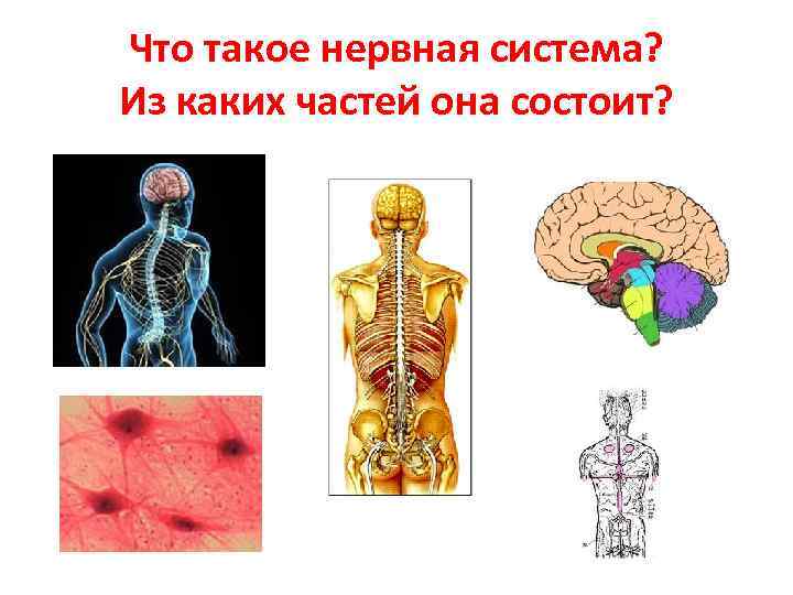 Фото нервной системы человека с мозгом