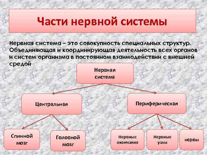 Части нервной системы Нервная система – это совокупность специальных структур. Объединяющая и координирующая деятельность