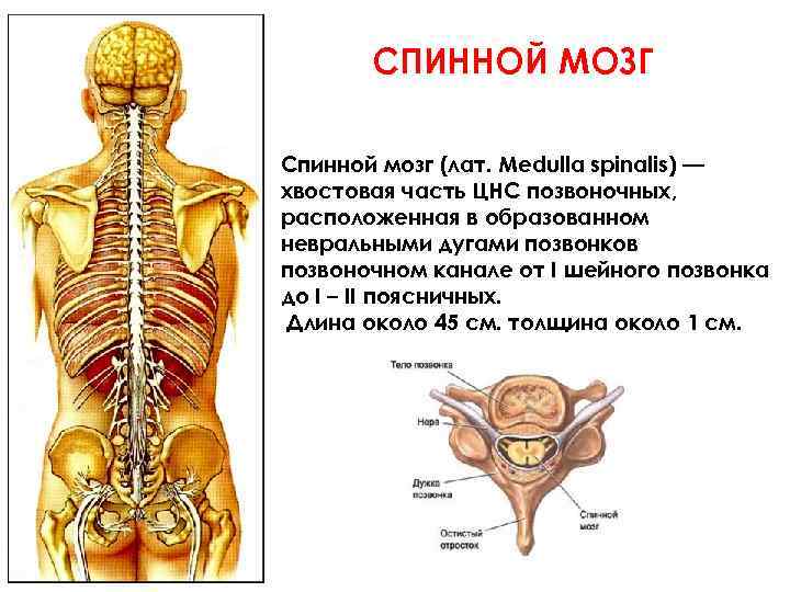 СПИННОЙ МОЗГ Спинной мозг (лат. Medulla spinalis) — хвостовая часть ЦНС позвоночных, расположенная в