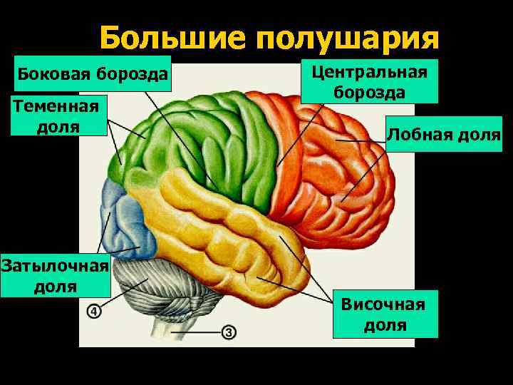 Большие полушария Боковая борозда Теменная доля Затылочная доля Центральная борозда Лобная доля Височная доля