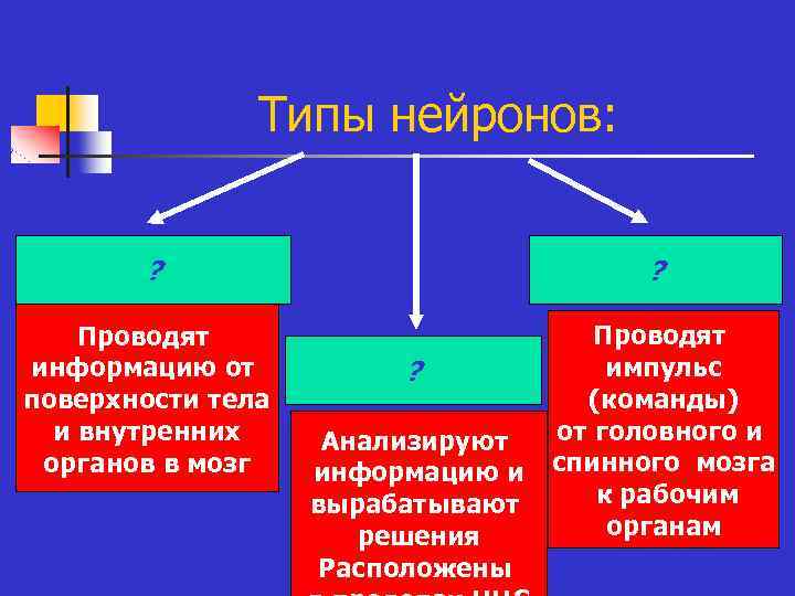 Типы нейронов: ? ? Проводят информацию от поверхности тела и внутренних органов в мозг