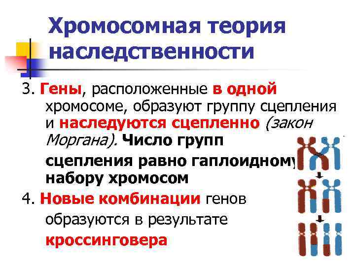 Хромосомная теория наследственности 3. Гены, расположенные в одной хромосоме, образуют группу сцепления и наследуются