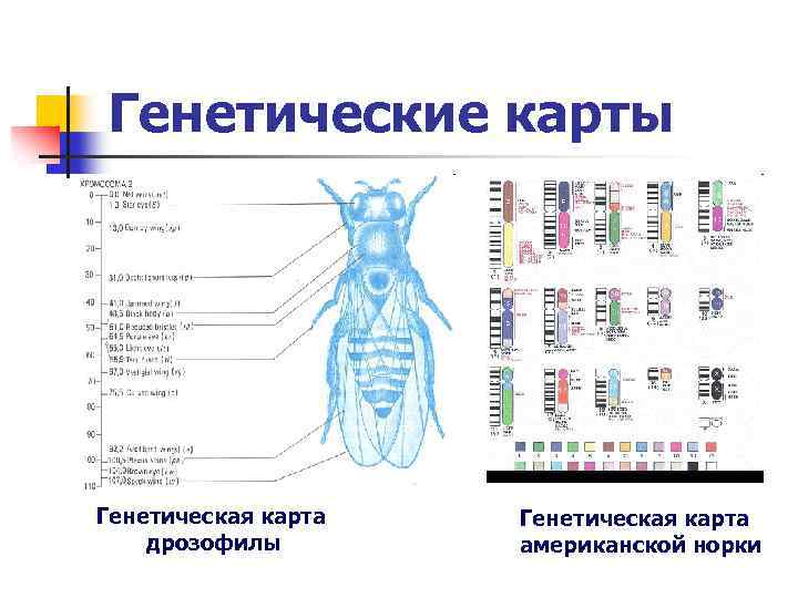 Генетические карты Генетическая карта дрозофилы Генетическая карта американской норки 