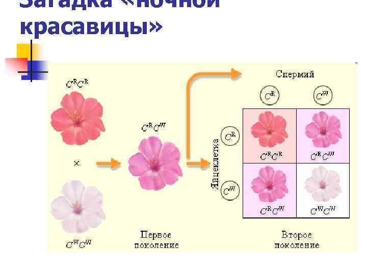 Загадка «ночной красавицы» 