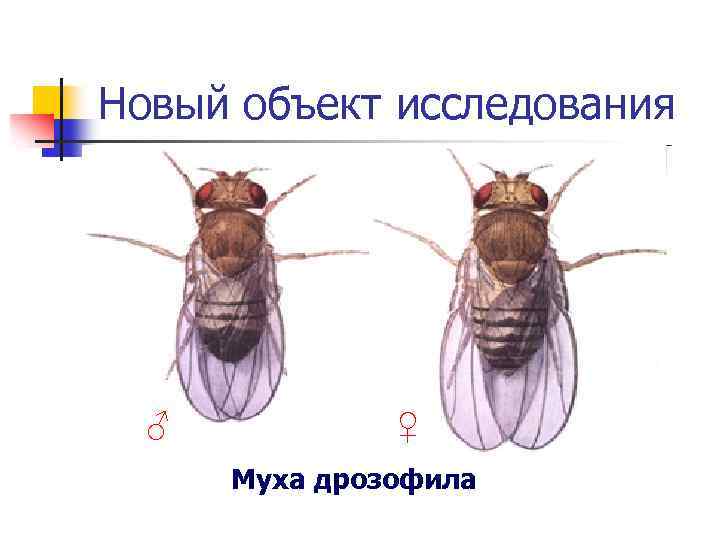 Новый объект исследования ♂ ♀ Муха дрозофила 