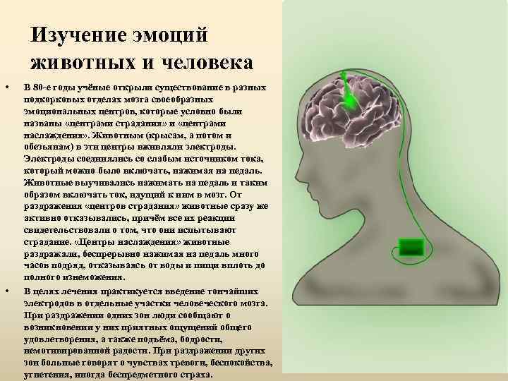 Изучение эмоций животных и человека • • В 80 -е годы учёные открыли существование