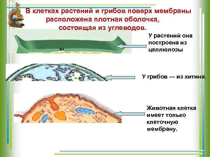 В клетках растений и грибов поверх мембраны расположена плотная оболочка, состоящая из углеводов. У
