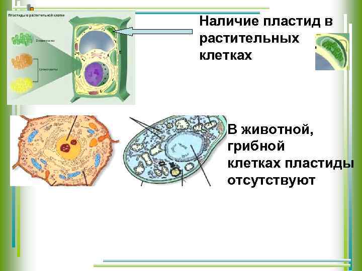 Наличие пластид в растительных клетках В животной, грибной клетках пластиды отсутствуют 