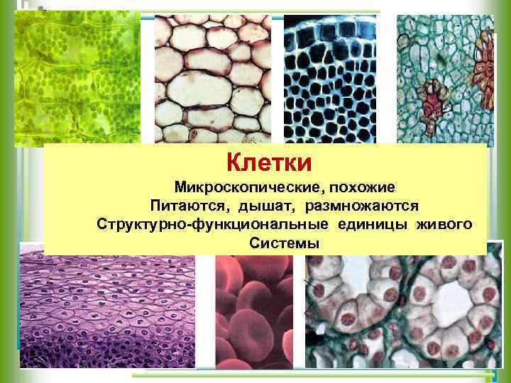 Клетки Микроскопические, похожие Питаются, дышат, размножаются Структурно-функциональные единицы живого Системы 