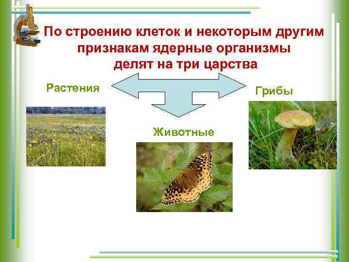 По строению клеток и некоторым другим признакам ядерные организмы делят на три царства Растения