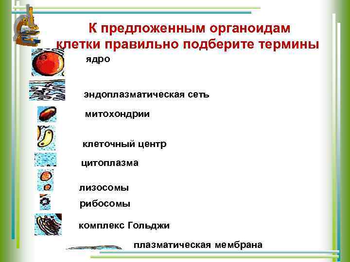 К предложенным органоидам клетки правильно подберите термины ядро эндоплазматическая сеть митохондрии клеточный центр цитоплазма