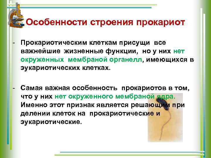 Особенности строения прокариот - Прокариотическим клеткам присущи все важнейшие жизненные функции, но у них