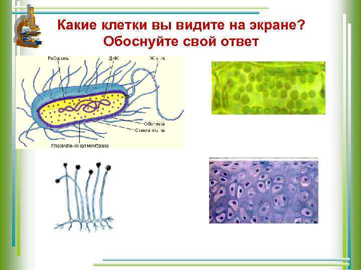 Какие клетки вы видите на экране? Обоснуйте свой ответ 
