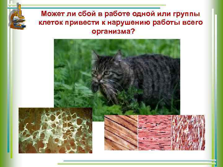 Может ли сбой в работе одной или группы клеток привести к нарушению работы всего