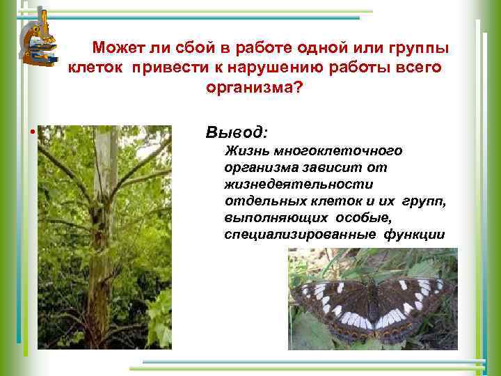 Может ли сбой в работе одной или группы клеток привести к нарушению работы всего