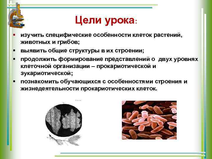 Цели урока: § изучить специфические особенности клеток растений, животных и грибов; § выявить общие