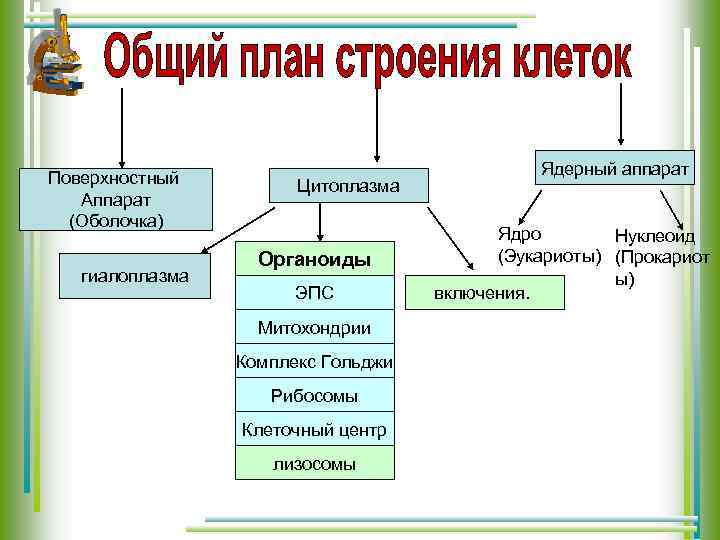 Поверхностный Аппарат (Оболочка) гиалоплазма Цитоплазма Органоиды ЭПС Митохондрии Комплекс Гольджи Рибосомы Клеточный центр лизосомы
