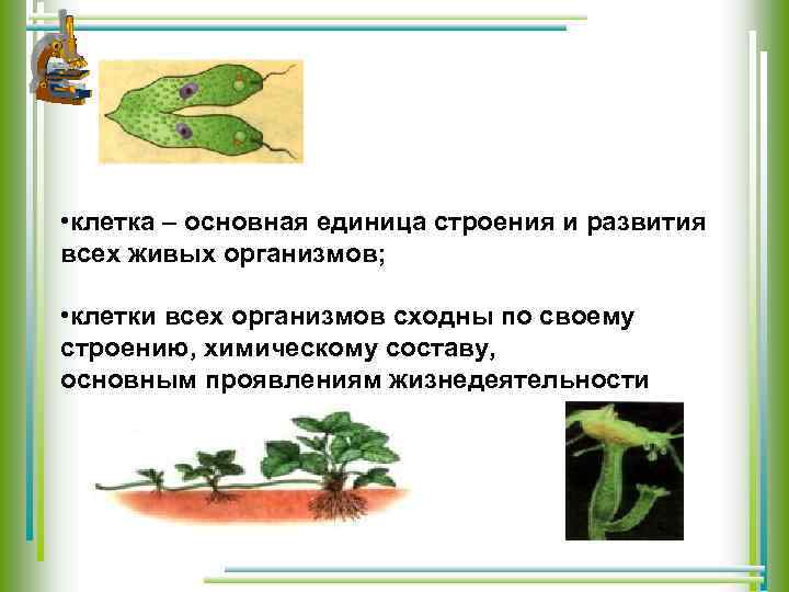  • клетка – основная единица строения и развития всех живых организмов; • клетки