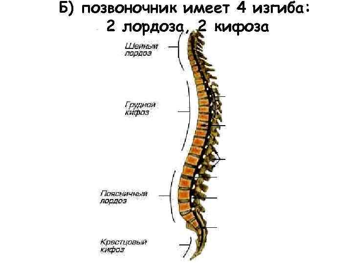 Б) позвоночник имеет 4 изгиба: 2 лордоза, 2 кифоза 