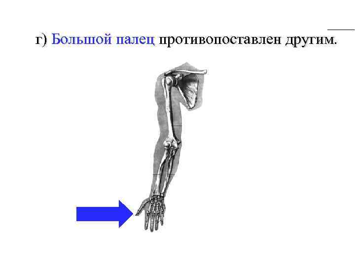 г) Большой палец противопоставлен другим. 