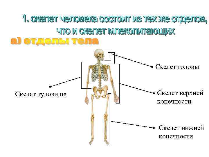 Скелет головы Скелет туловища Скелет верхней конечности Скелет нижней конечности 
