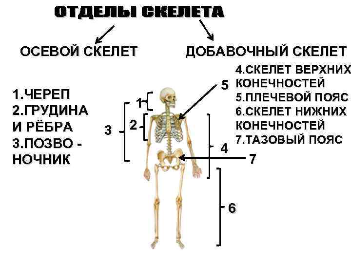 ОСЕВОЙ СКЕЛЕТ 1. ЧЕРЕП 2. ГРУДИНА И РЁБРА 3. ПОЗВО НОЧНИК 1 3 2