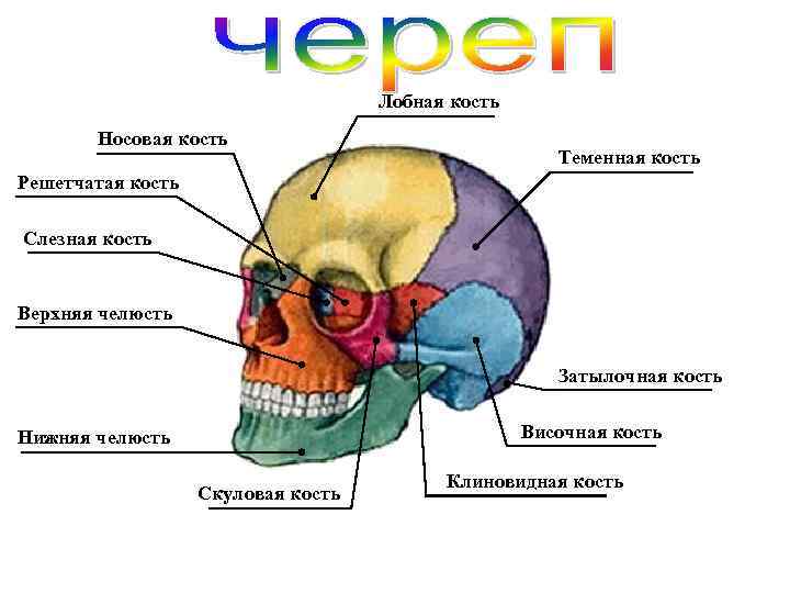 Лобная кость Носовая кость Теменная кость Решетчатая кость Слезная кость Верхняя челюсть Затылочная кость