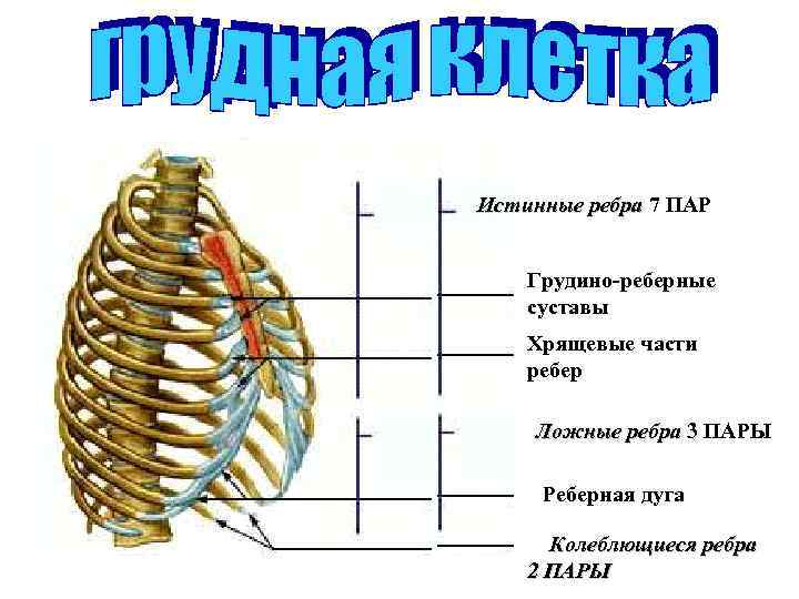 Нумерация ребер. Ребра истинные ложные колеблющиеся. Рёбра человека нумерация. Грудино реберный сустав 2 ребра. Рёбра человека строение нумерация спереди и со спины.