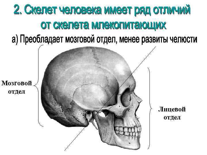Мозговой отдел Лицевой отдел 